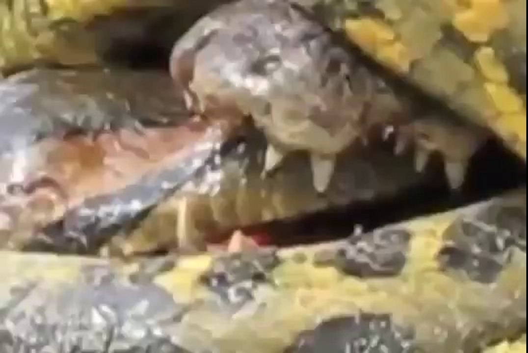 Timsah ve Anakonda Ölüm Kalım Savaşı