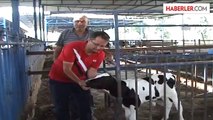 Müzikli terapi, ineklerin süt verimini artırdı -