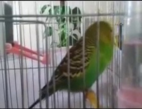 İhlas Suresi Okuyan Muhabbet Kuşu