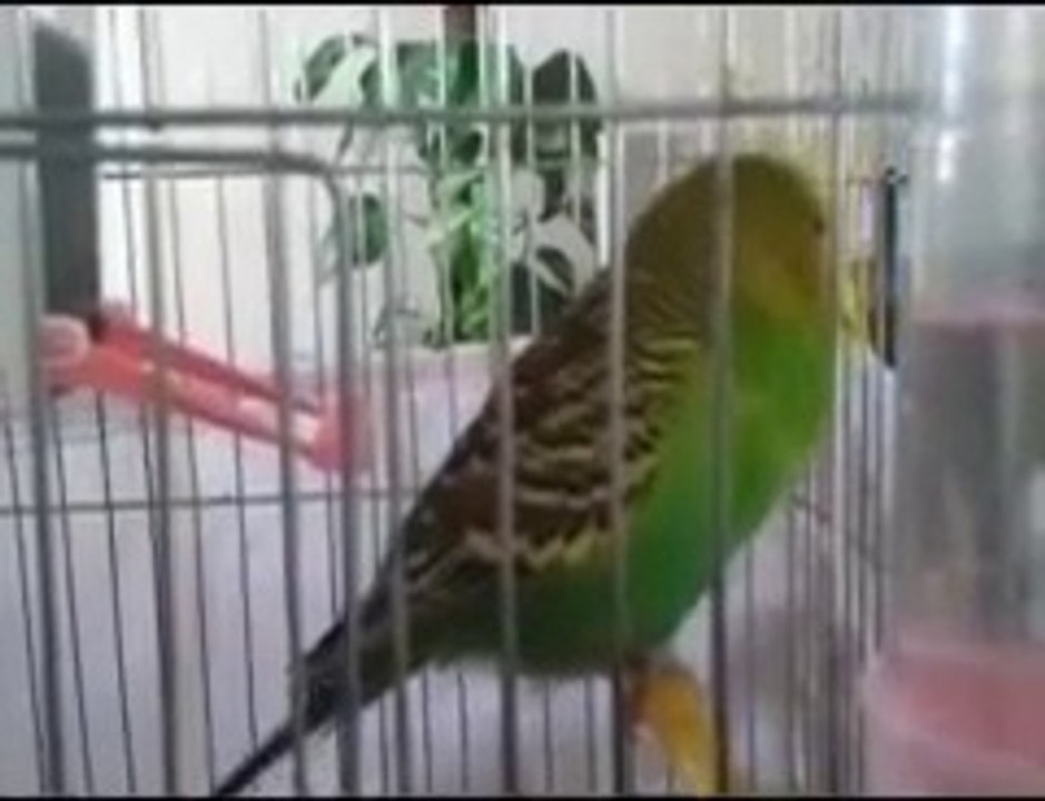 İhlas Suresi Okuyan Muhabbet Kuşu