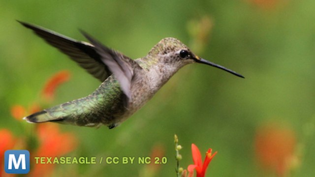 Hummingbirds are Better Flyers Than our Drones, Study Says
