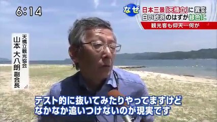 14 07 29 EX SJC　天橋立　異変　雑草　外来種