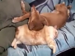 Cat Farts in Dogs Face - Fails World