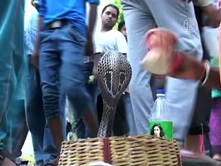 В Индии празднуют фестиваль змей «Наг-панчами»