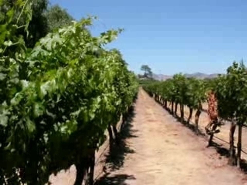 El vino chileno