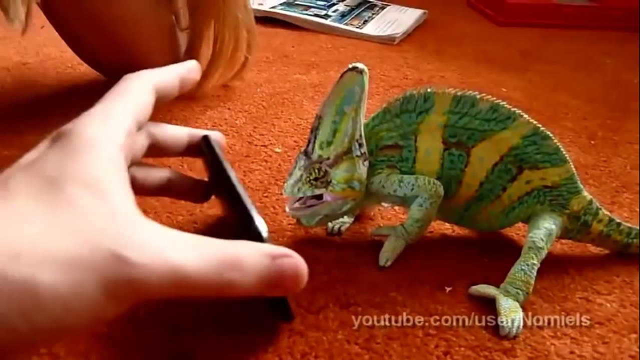Chameleon und das iPhone - wegschmeiss.de