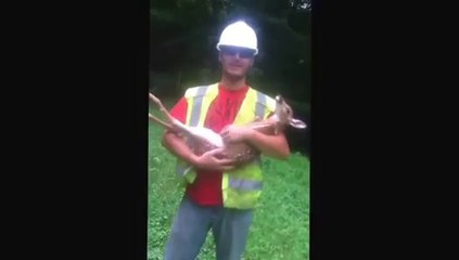 Un faon ne veut pas quitter les bras d'un homme !