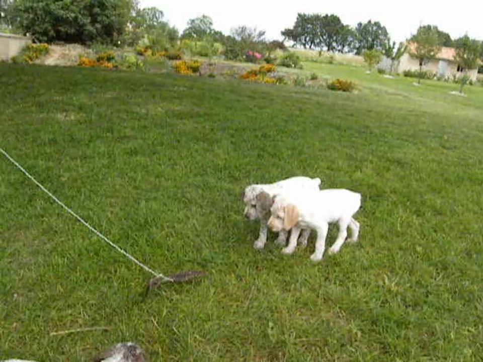 Chiots Bourbonnais à l'arrêt sur plume