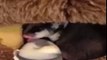 Funny Animals Videos Compilation Sugar Gliders Direct Sports After Drinking Milk