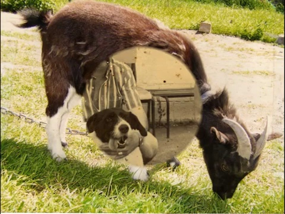 ANIMAUX ADOPTES AU REFUGE AVANT 27 JUIN 2009.