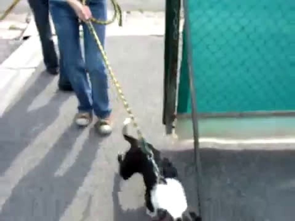 BISCOTTE ET RASTA DE RETOUR DE BALADE