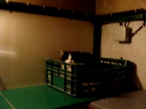 CHATS AU REFUGE LE 9 JANVIER 2010