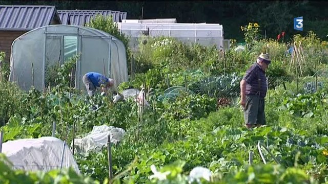 Vandalisme dans les jardins familiaux de Repainville