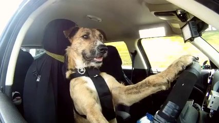 The World's First Driving Dog