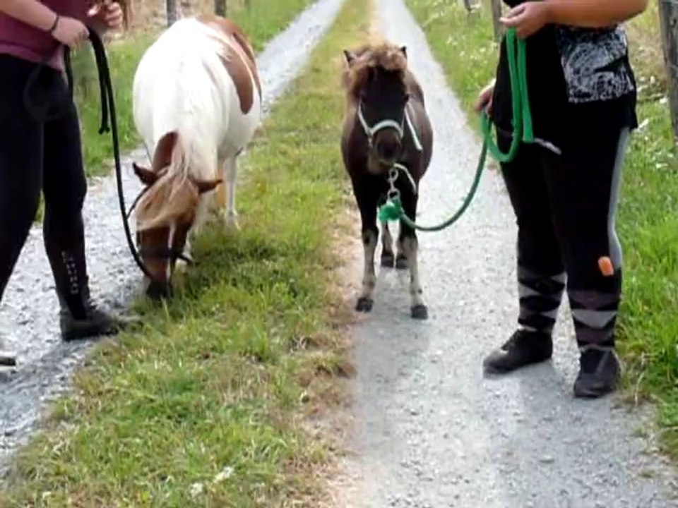 Communication animale en direct
