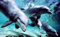 Okyanus Kabileleri: Yunuslar ve Balinalar
