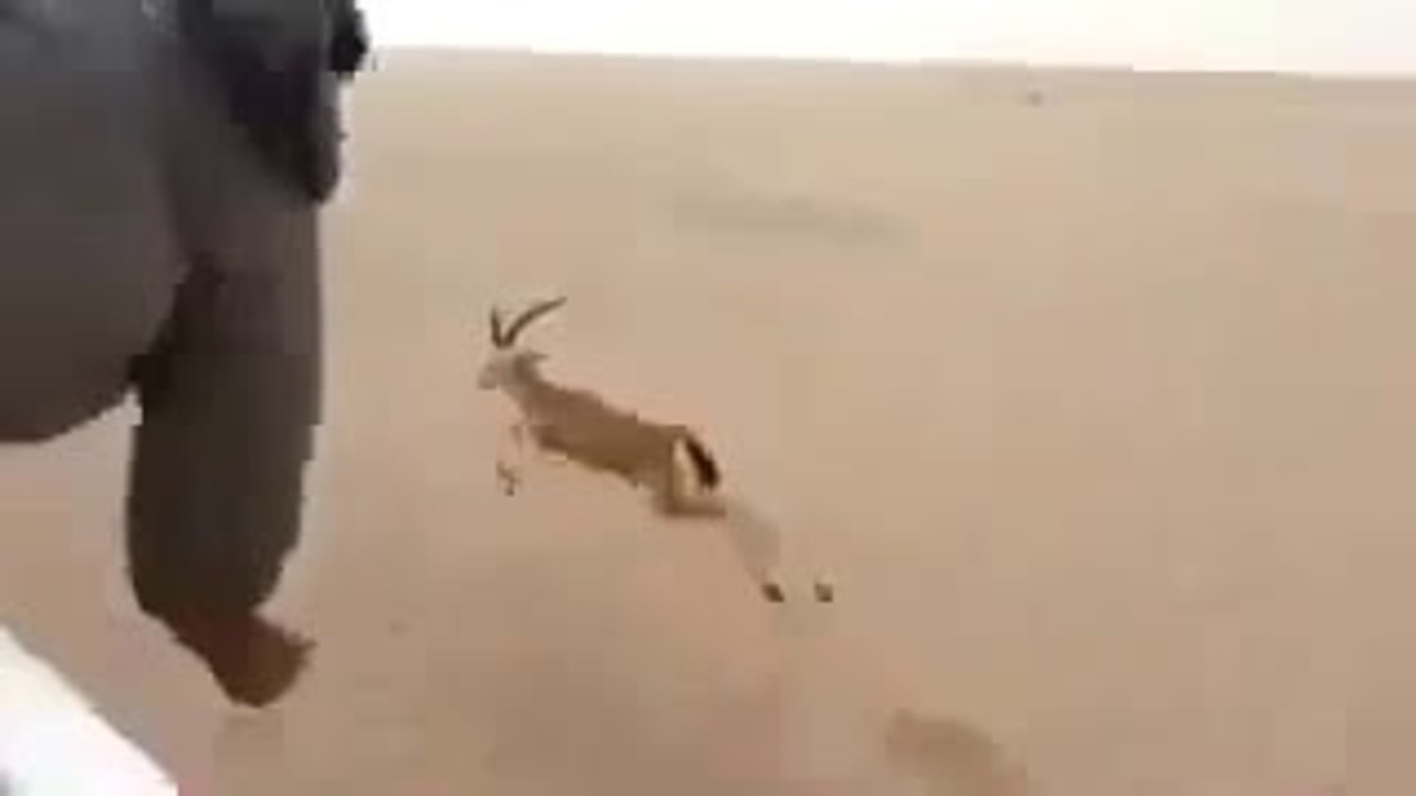 aor hiran pakra gia