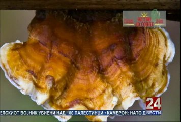 Второ мислење 02-08-2014