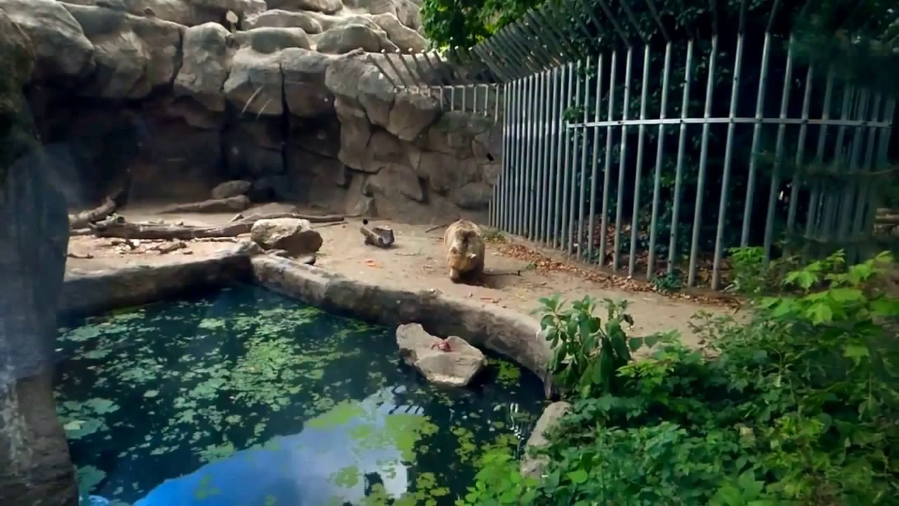 Dunya News - Bear Saves Drowning Crow