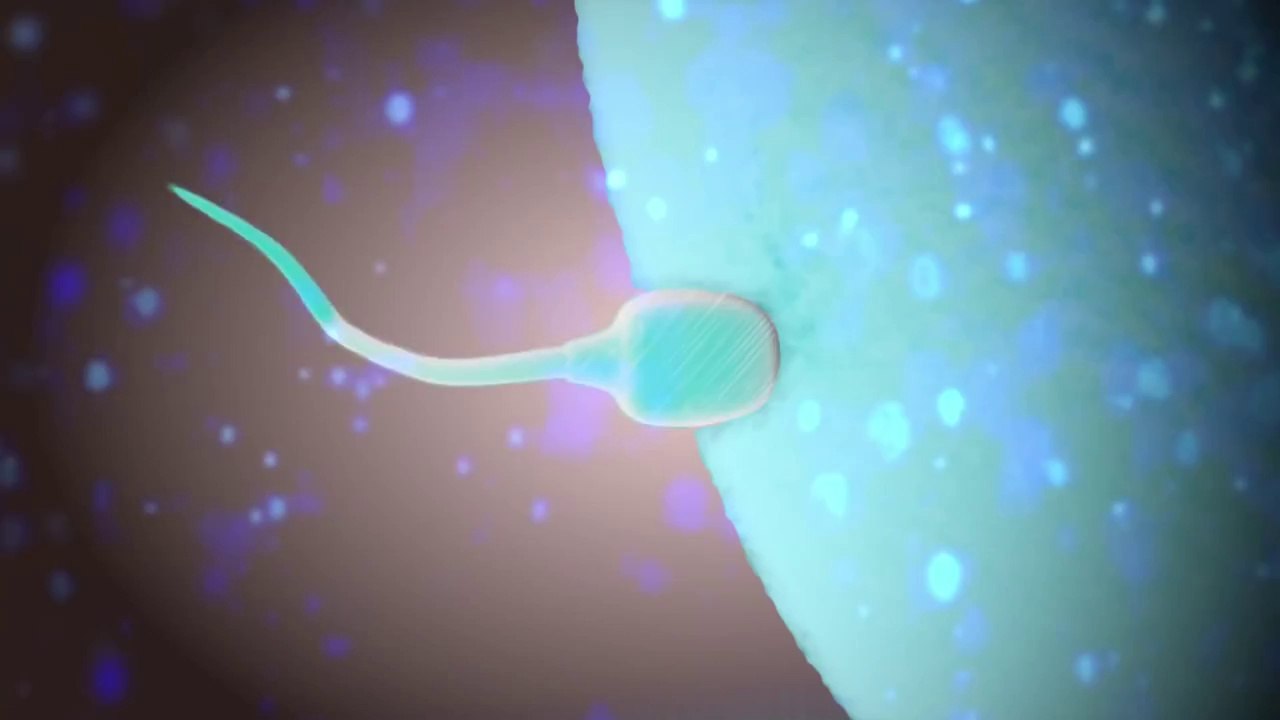 "Conception" Trailer