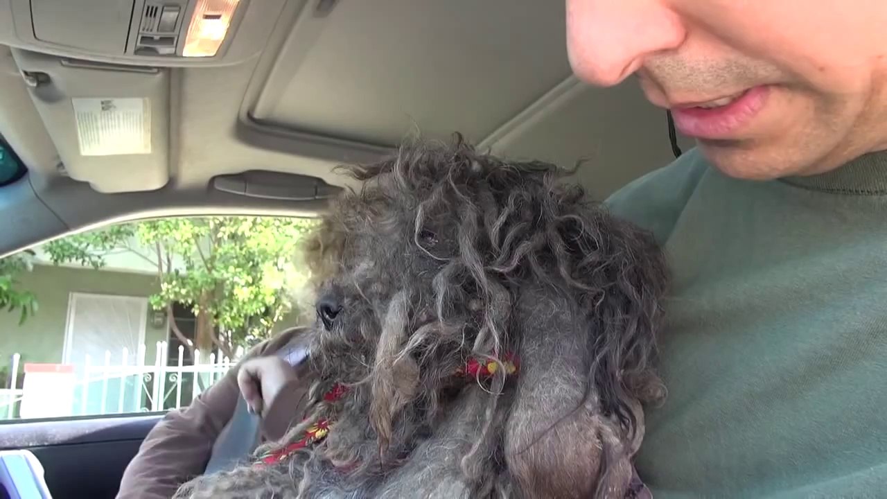 A terrified abandoned dog gets rescued_ His transformation will warm your heart_  Please share_