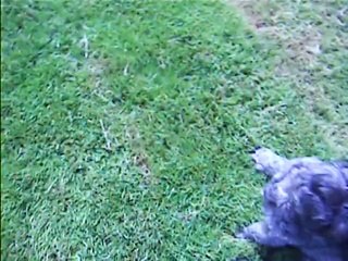 suite promenade au stade