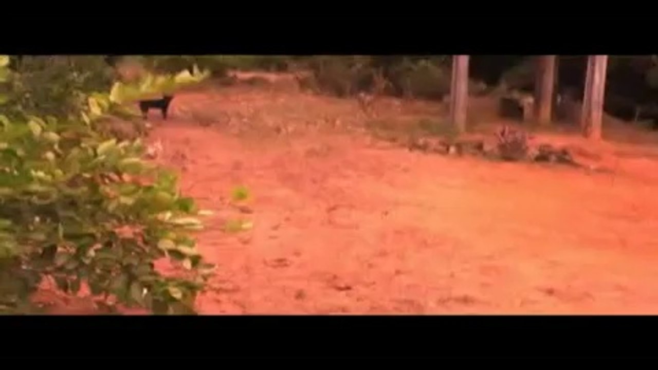 Chupa-Cabra de Vitória