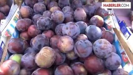 Japon Eriği Simavlı Üreticinin Yüzünü Güldürdü