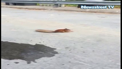 Caught on cam: Squirell Dance