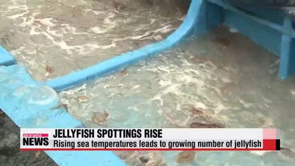 Jellyfish flock to warmer Korean waters, number of sting victims rises (2)