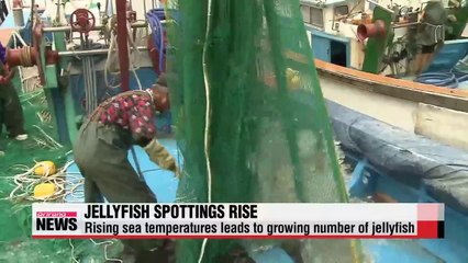 Jellyfish flock to warmer Korean waters, number of sting victims rises