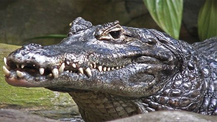 25 Animals That Could Easily Kill You