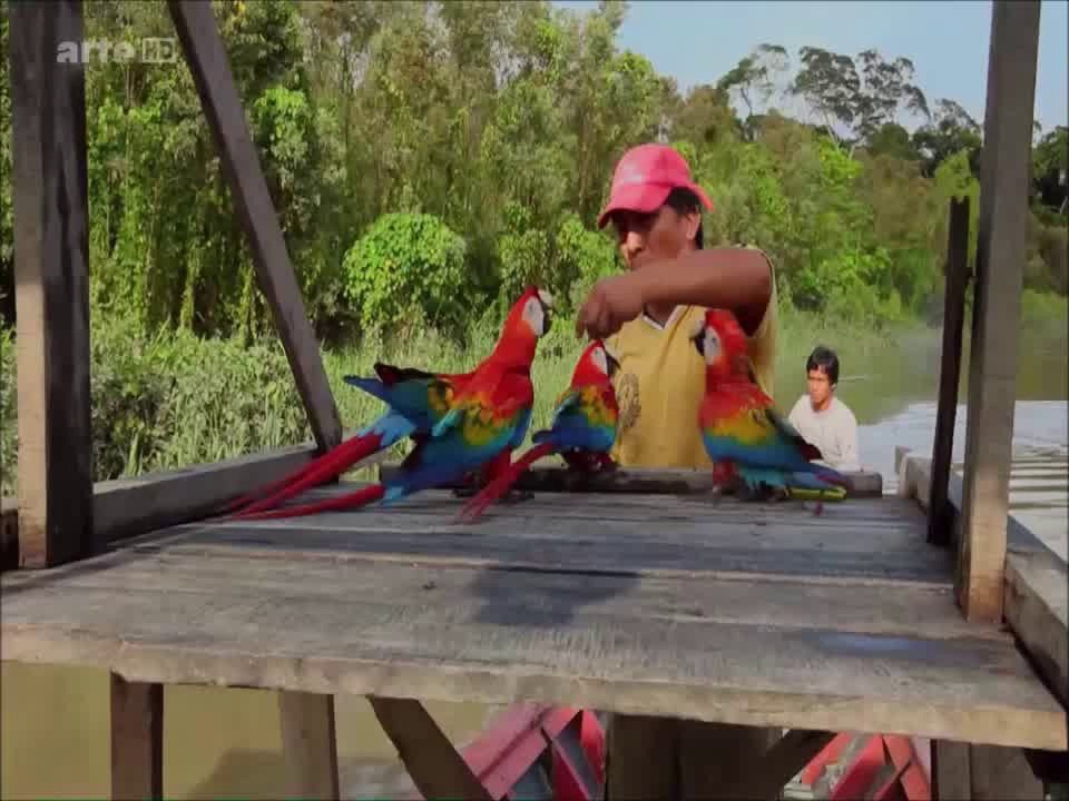 SUR LES AILES DES OISEAUX 1ER