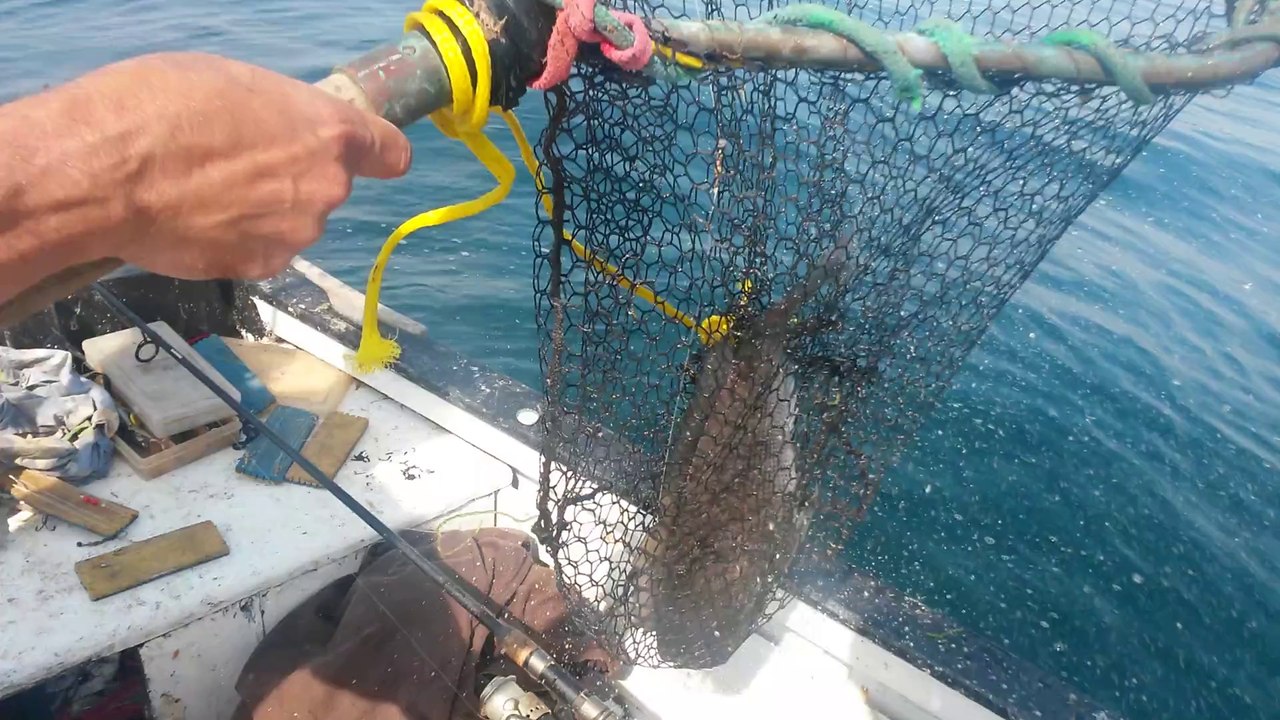 dorade grise de 1kg6 pecher avec montage congre