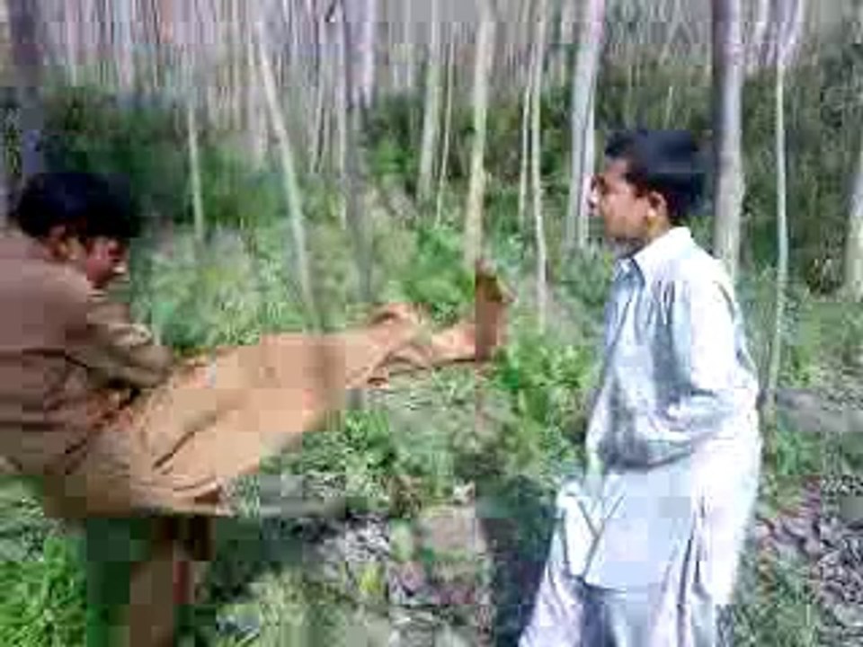 _pli