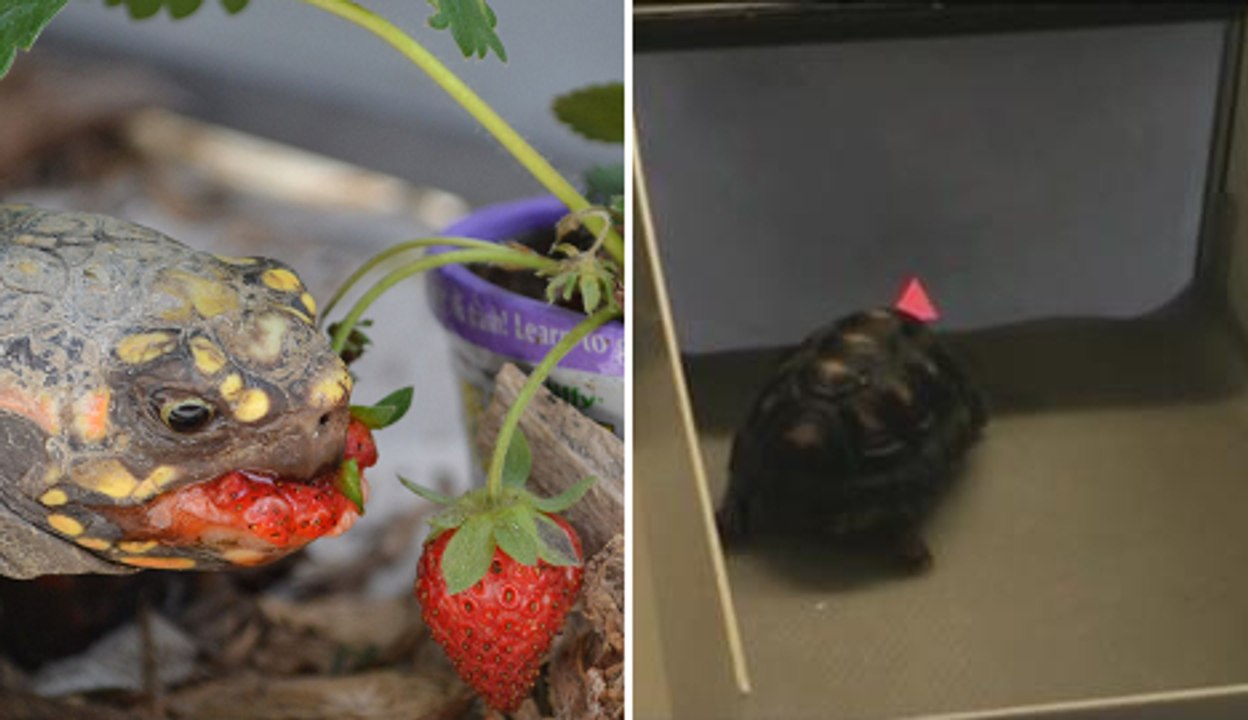 Wise Little Tortoises Can Learn To Operate Touchscreens
