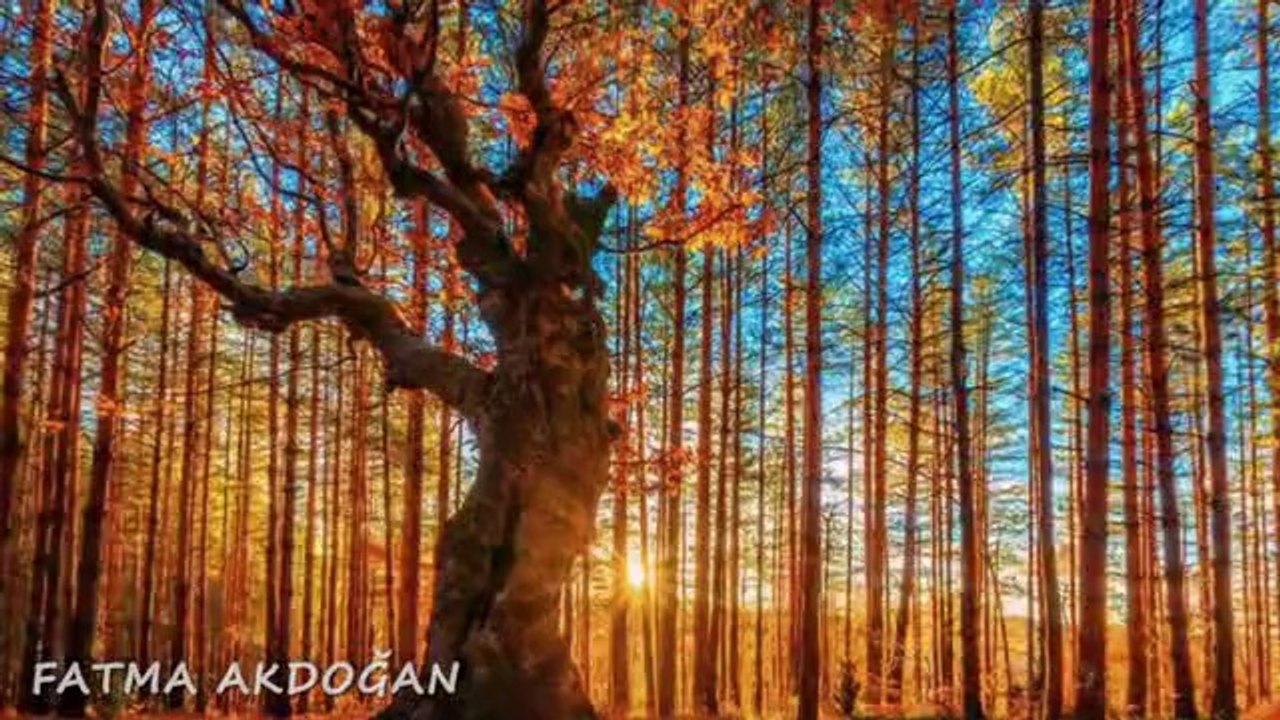 Nermine Memedova _ Sinan Seid- Evlerinin Önü Yonca