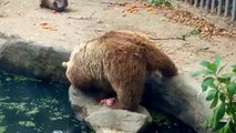 Bear Saves Drowning Crow