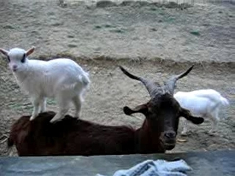 Roves 2112 076