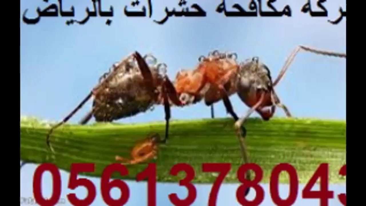 شركة مكافحة حشرات في الدلم  0541863669رش مبيدات بالدلم والهياثم الخرج مكافحة الصراصير الثعابين البرص البق النامز رش دفان
