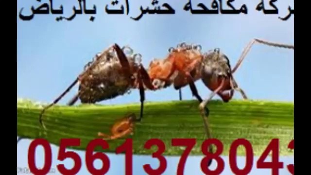 شركة مكافحة حشرات في الدلم 0541863669رش مبيدات بالدلم والهياثم الخرج مكافحة الصراصير الثعابين البرص البق النامز رش دفان