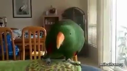 You can't keep your face straight while watching this