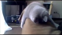 Funny Cats Compilation - Funny Cat Videos Ever- Funny Videos - Funny Animals - Funny Animal Videos 5