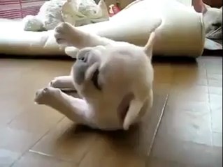 ‪cool dog  - Only Hot Video Clips