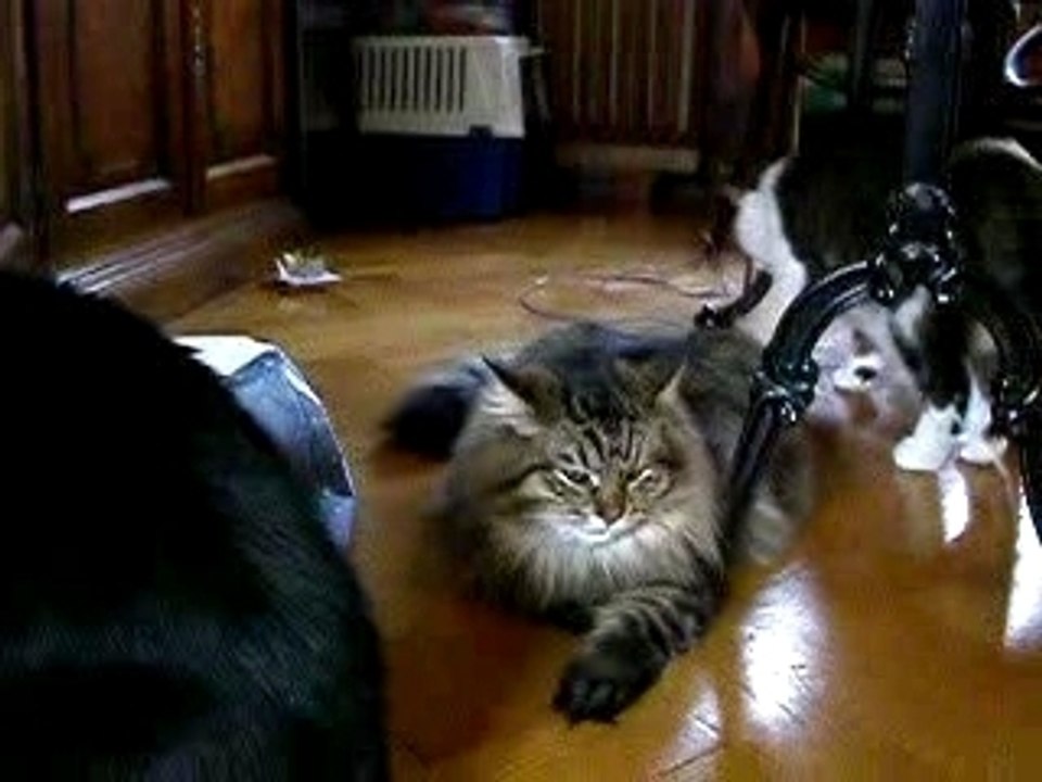 Mimi Moustic & Bacio