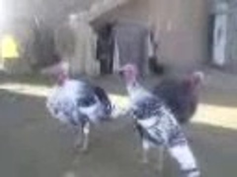 algerie Dindons Algeriens tres drole