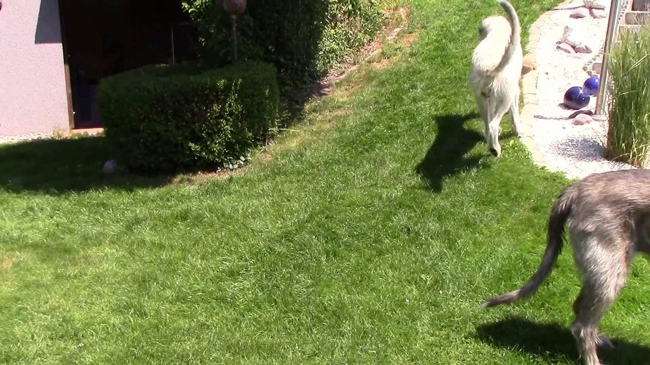 So ein tolles IW Hundeleben ...