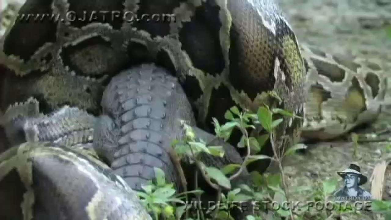 Snake Eats Crocodile After 5 Hour Battle