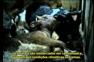 Conheça Sua Carne (Meet Your Meat - Portuguese Subtitles)