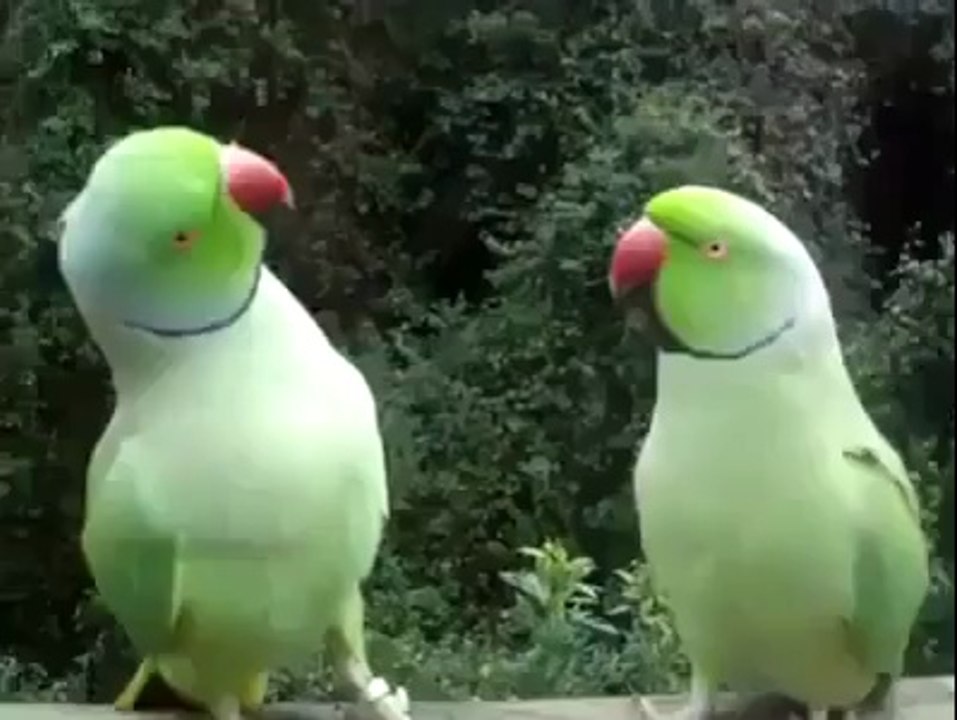 دو طوطوں کا پیار دیکھیں